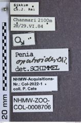 Etiketten zu Penia opatroides (NHMW-ZOO-COL-0008706)